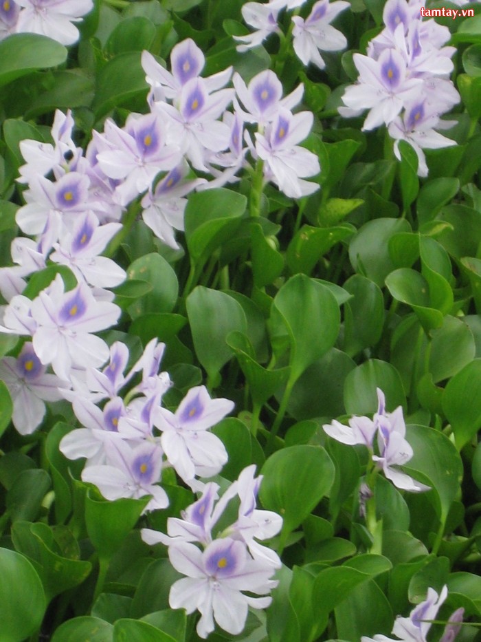 Bài 25. Mùa xuân nho nhỏ (Tiết 2)