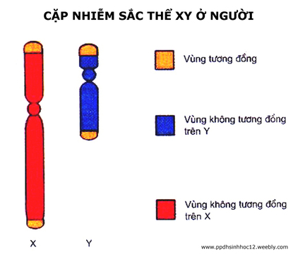 Bổ trợ - Bài 16. Nhận dạng nhanh các quy luật di truyền khóa luyện thi THPT quốc gia Pen-C thầy Đinh Đức Hiền