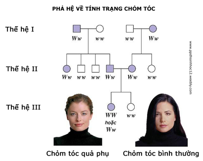 Bài 2: Di truyền y học và di truyền tư vấn khóa Pen-C thầy Đinh Đức Hiền