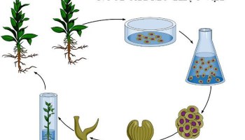 Bài 2. Ứng dụng di truyền học vào chọn giống (Phần 2) luyện thi THPT quốc gia Pen-C thầy Đinh Đức Hiền