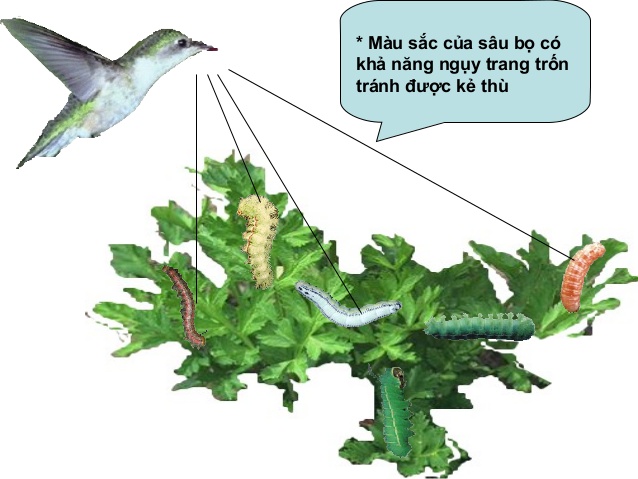 Bài 6. Qúa trình hình thành đặc điểm thích nghi khóa luyện thi THPT quốc gia Pen-C thầy Đinh Đức Hiền
