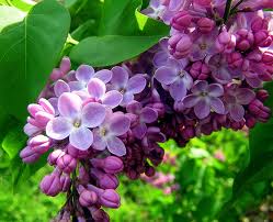 Đàn ghi ta của Lor-ca (Phần 2)