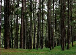 Rừng xà nu (Phần 2)