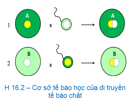 Bài 7. Di truyền ngoài NST