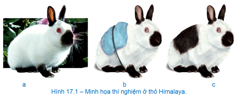 Bài 8. Ảnh hưởng của môi trường lên sự biểu hiện của gen