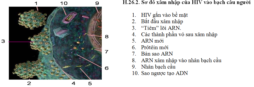 Bài 3. Bảo vệ vốn gen loài người
