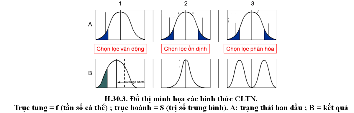 Bài 4. Nhân tố tiến hóa