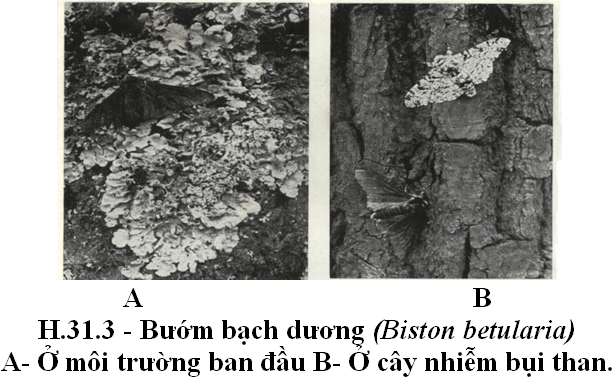 Bài 5. Sự hình thành đặc điểm thích nghi