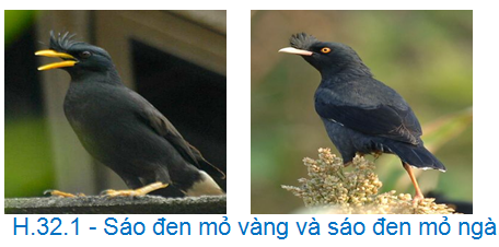 Bài 6. Loài và các cơ chế cách li 