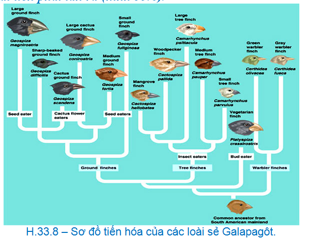 Bài 7. Sự hình thành loài khác khu địa lí