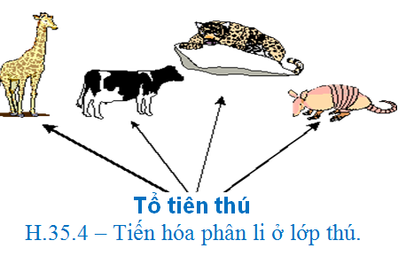 Bài 9. Tiến hóa lớn 