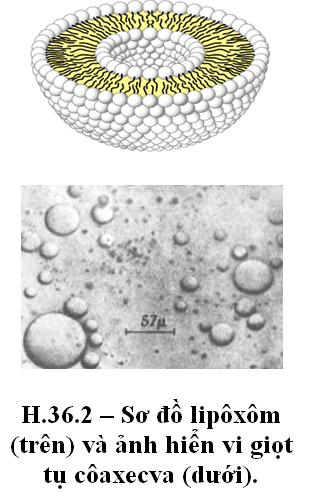 Bài 1. Nguồn gốc của sự sống