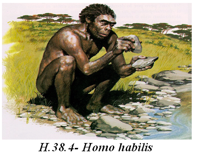 Bài 3. Sự phát sinh loài người