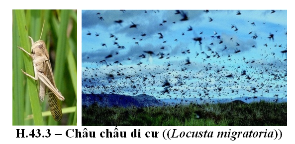 Bài 5. Biến động số lượng cá thể của quần thể