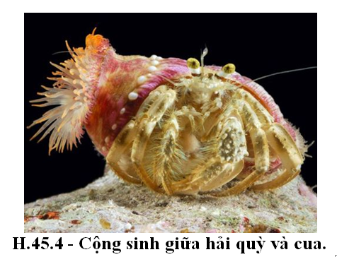 Bài 7. Quan hệ giữa các loài trong quần xã