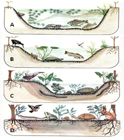 Bài 8. Diễn thế sinh thái