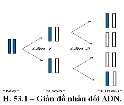 Bài 4. Bài tập về cơ chế di truyền và biến dị (Phần 2)