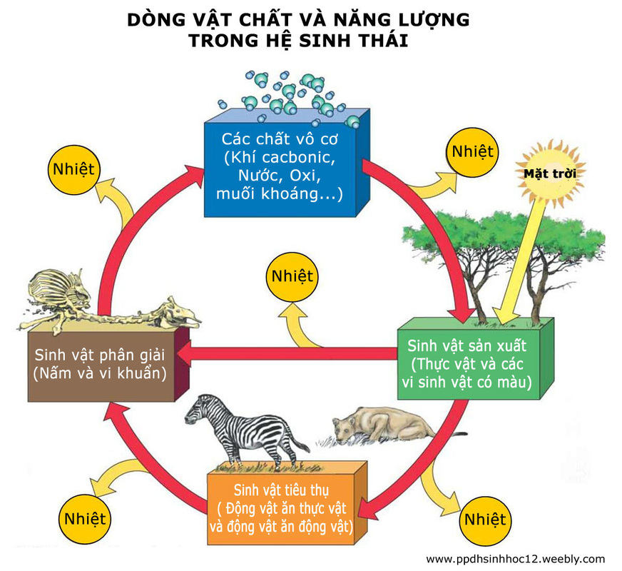 Bài 12. Dòng vật chất trong hệ sinh thái khóa luyện thi THPT quốc gia Pen-C thầy Nguyễn Thành Công