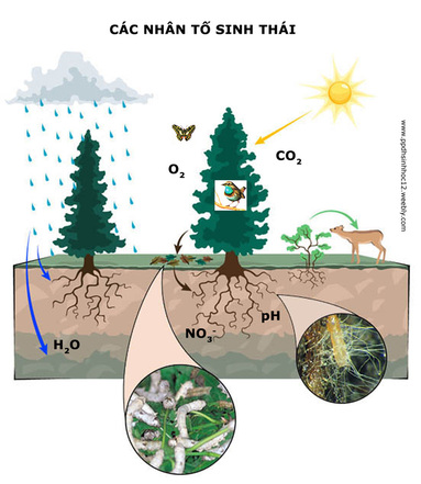 Bài 1. Môi trường và các nhân tố sinh thái khóa luyện thi THPT quốc gia Pen-C thầy Nguyễn Thành Công