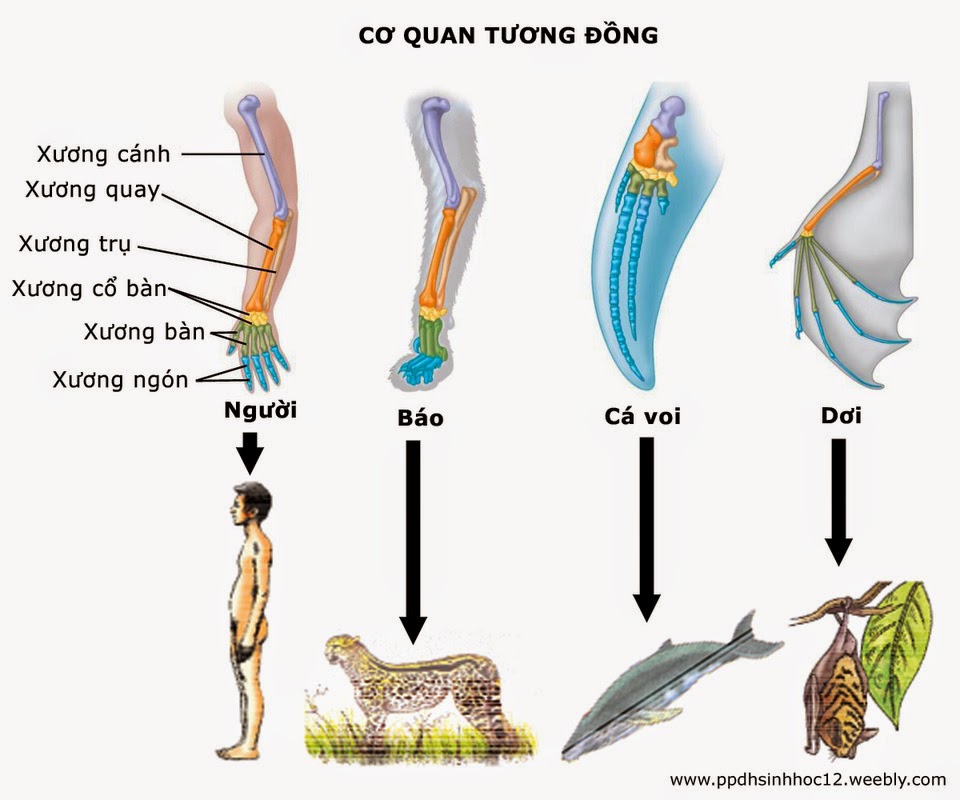 Bài 1. Bằng chứng tiến hóa khóa luyện thi THPT quốc gia Pen-C thầy Nguyễn Thành Công