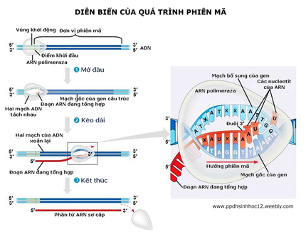 Bài 8. Qúa trình phiên mã khóa luyện thi THPT quốc gia Pen-C thầy Nguyễn Thành Công