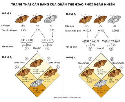 Bài 2. Cấu trúc di truyền của quần thể Phần 2 khóa luyện thi THPT quốc gia Pen-C thầy Nguyễn Thành Công