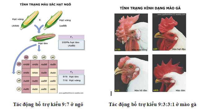 Bài 4. Tương tác gen và hiện tượng đa hiệu của gen khóa luyện thi THPT quốc gia Pen-C thầy Nguyễn Thành Công