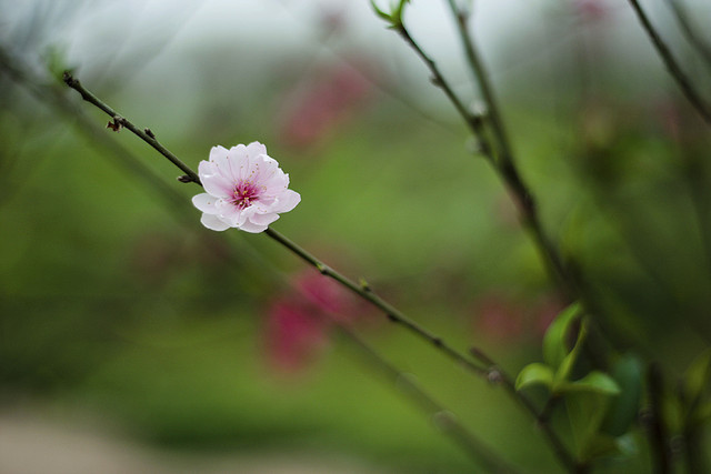 Sơ đồ nội dung và đặc sắc nghệ thuật của tác phẩm (Phần bẩy)