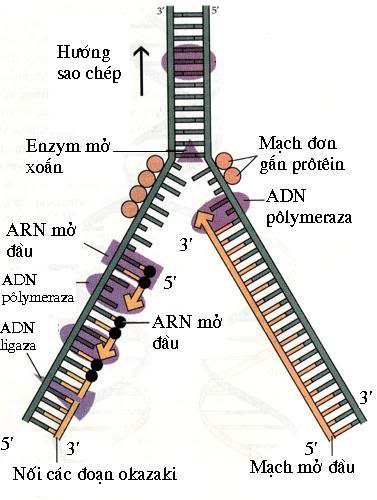Bài 2. Quá trình nhân đôi ADN và bài toán