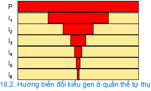 Bài 2: Các dạng bài tập về di truyền quần thể Phần 1