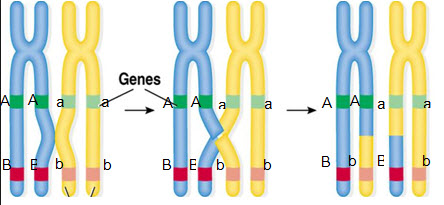 Bài 5: Bài tập liên kết gen và hoán vị gen