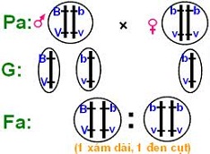 Bài 4: Liên kết gen hoàn toàn và hoán vị gen