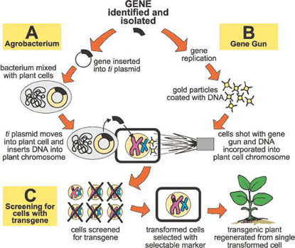 Bài 3: Công nghệ gen và ứng dụng